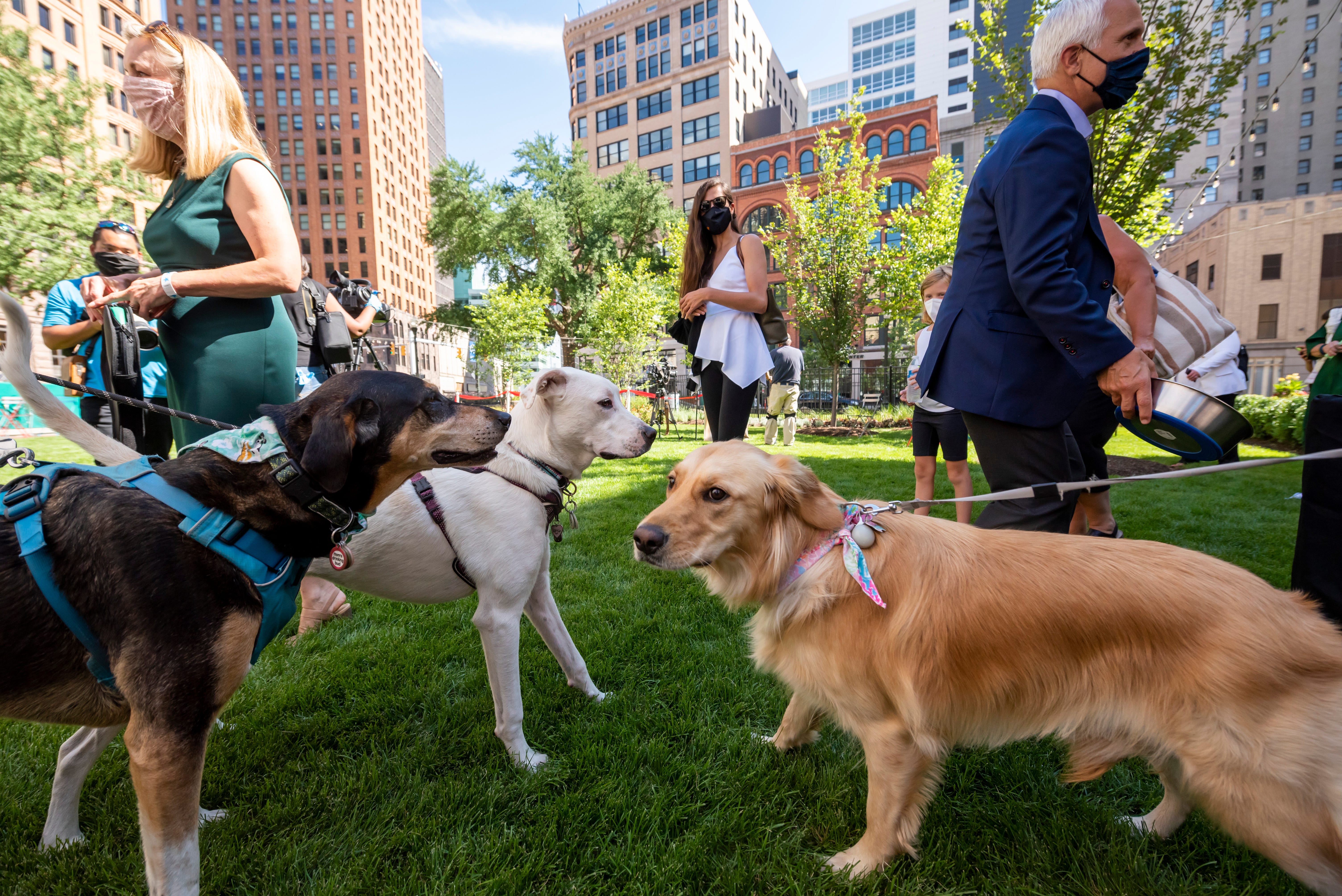 Dogs greet each other at the opening of a new dog park in Capitol Park in Detroit on Wednesday.