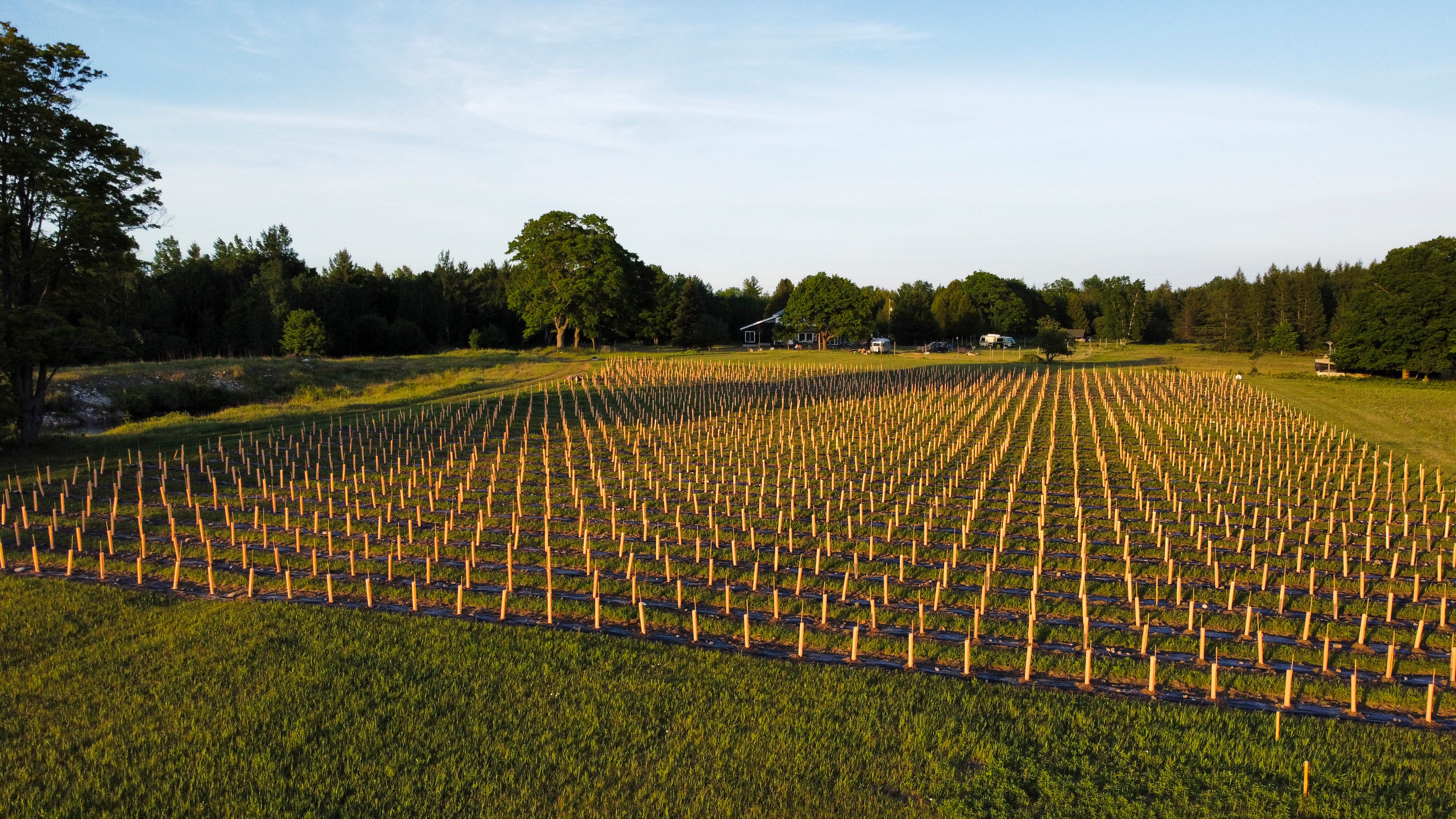 An elevated view of the first field in the vineyard, referred to as “Antho 1” where Adam Kendall and Kate Leese have planted 2,100 vines, shown here protected by grow tubes.