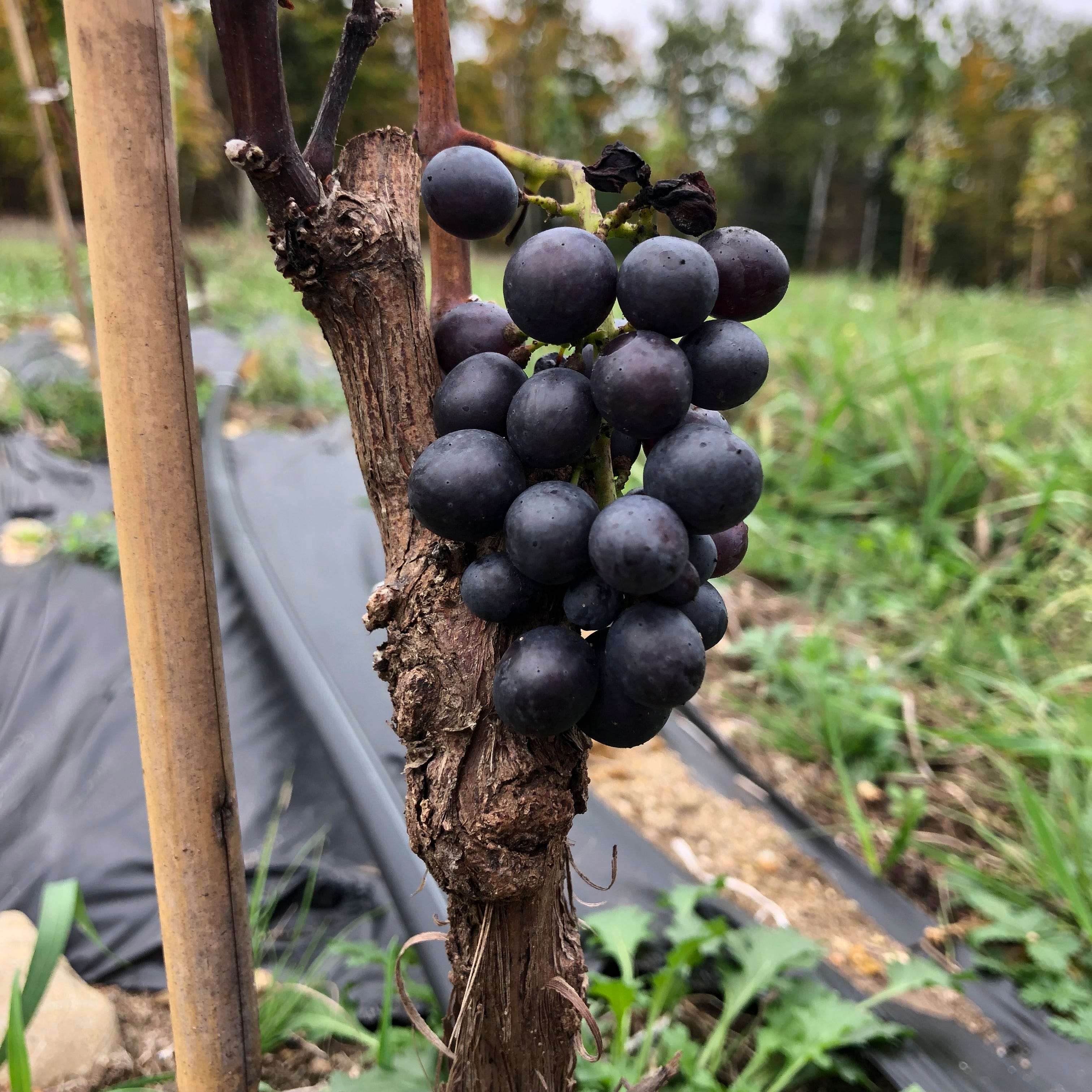 Pinotage grapes, primarily grown in South Africa, are one of Antho Vineyard’s long-shot varietals that is also successfully grown by another Great Lakes island winery in Canada.