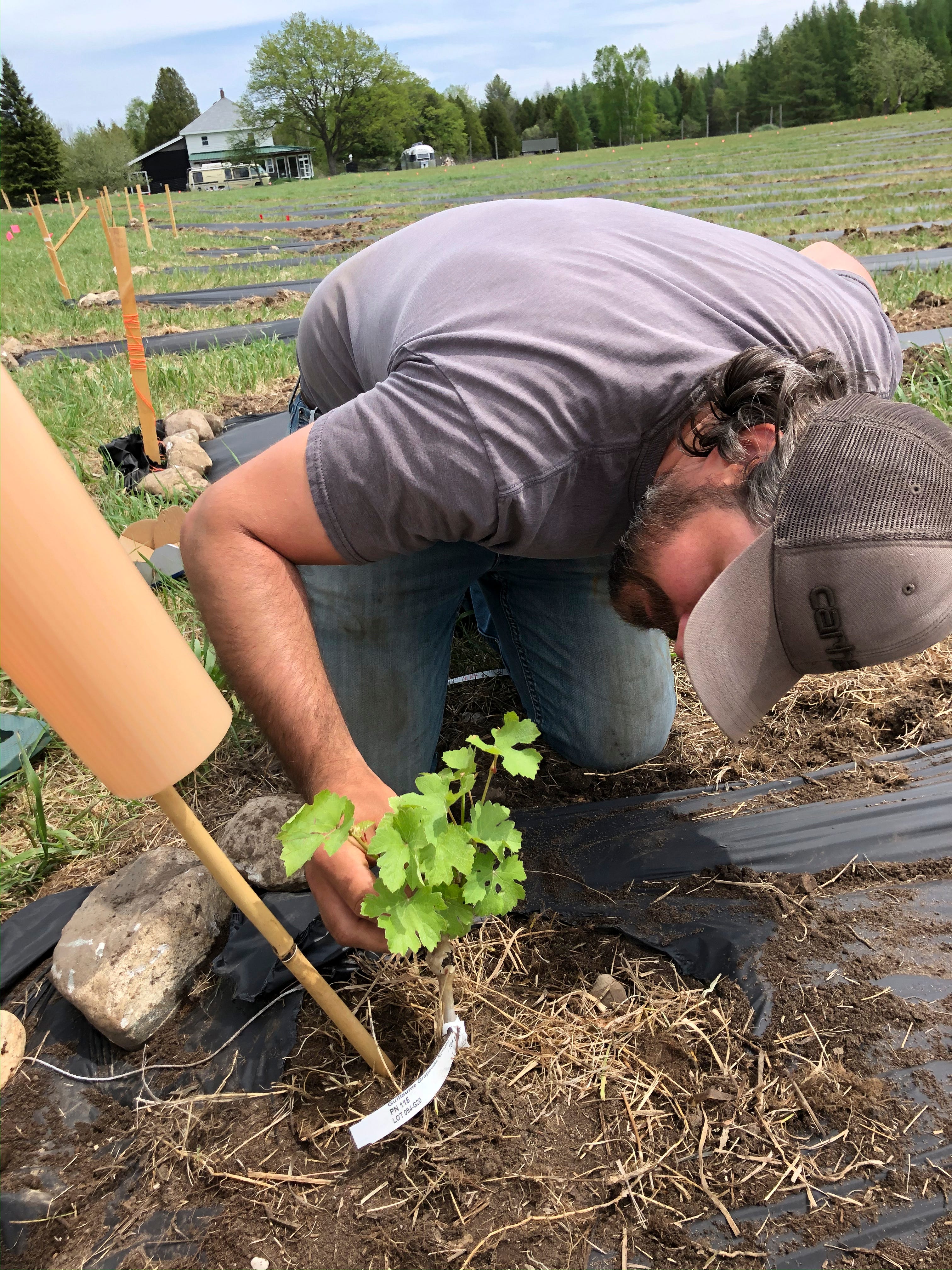 Adam Kendall plants the first vine, a small test run of Pinot Noir from California, that came shipped as potted plants, rather than bare roots.