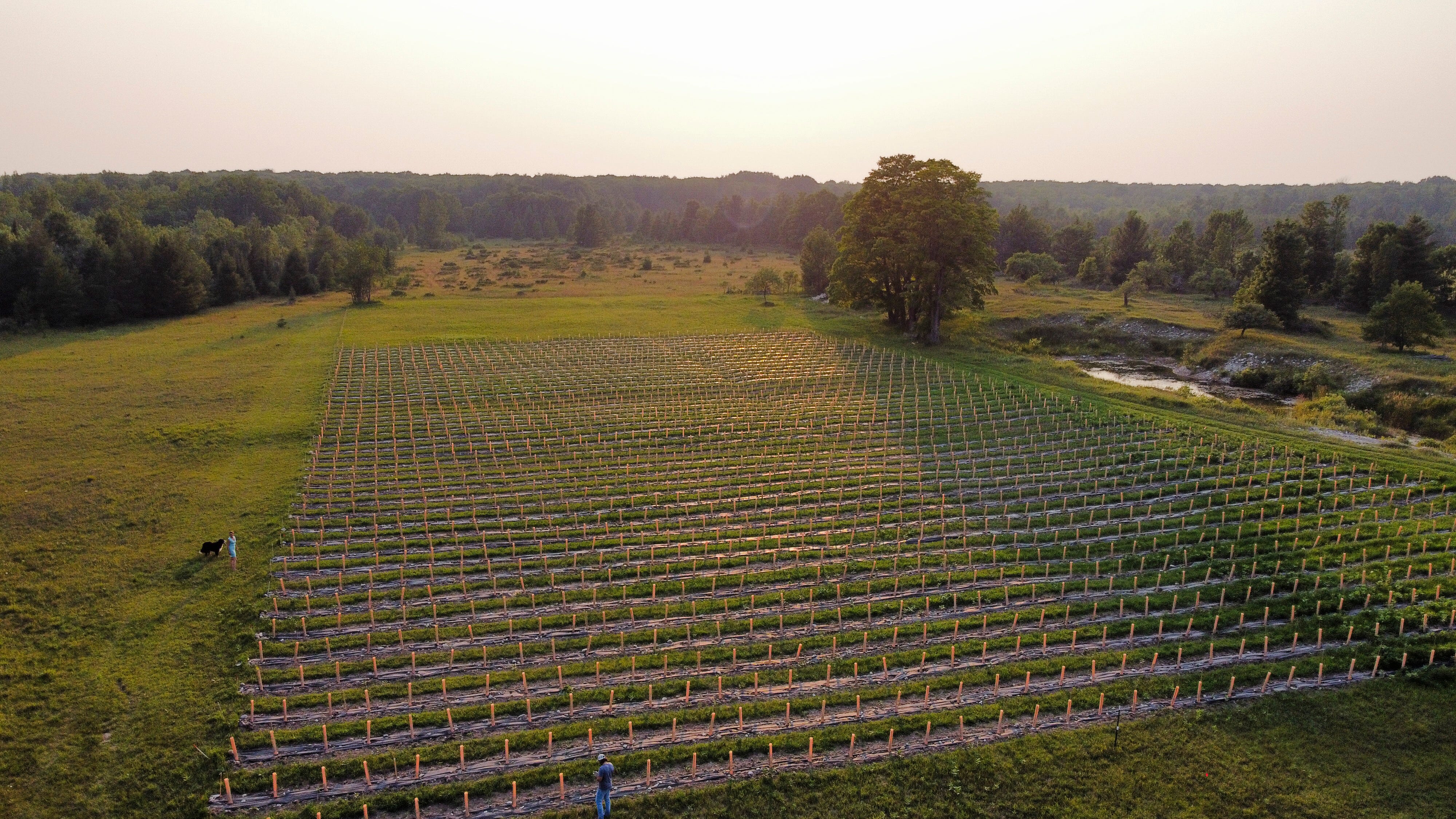 Adam and Kate test planted 13 varietals of wine grapes on Beaver Island, 32 miles out from the Michigan mainland in Lake Michigan.