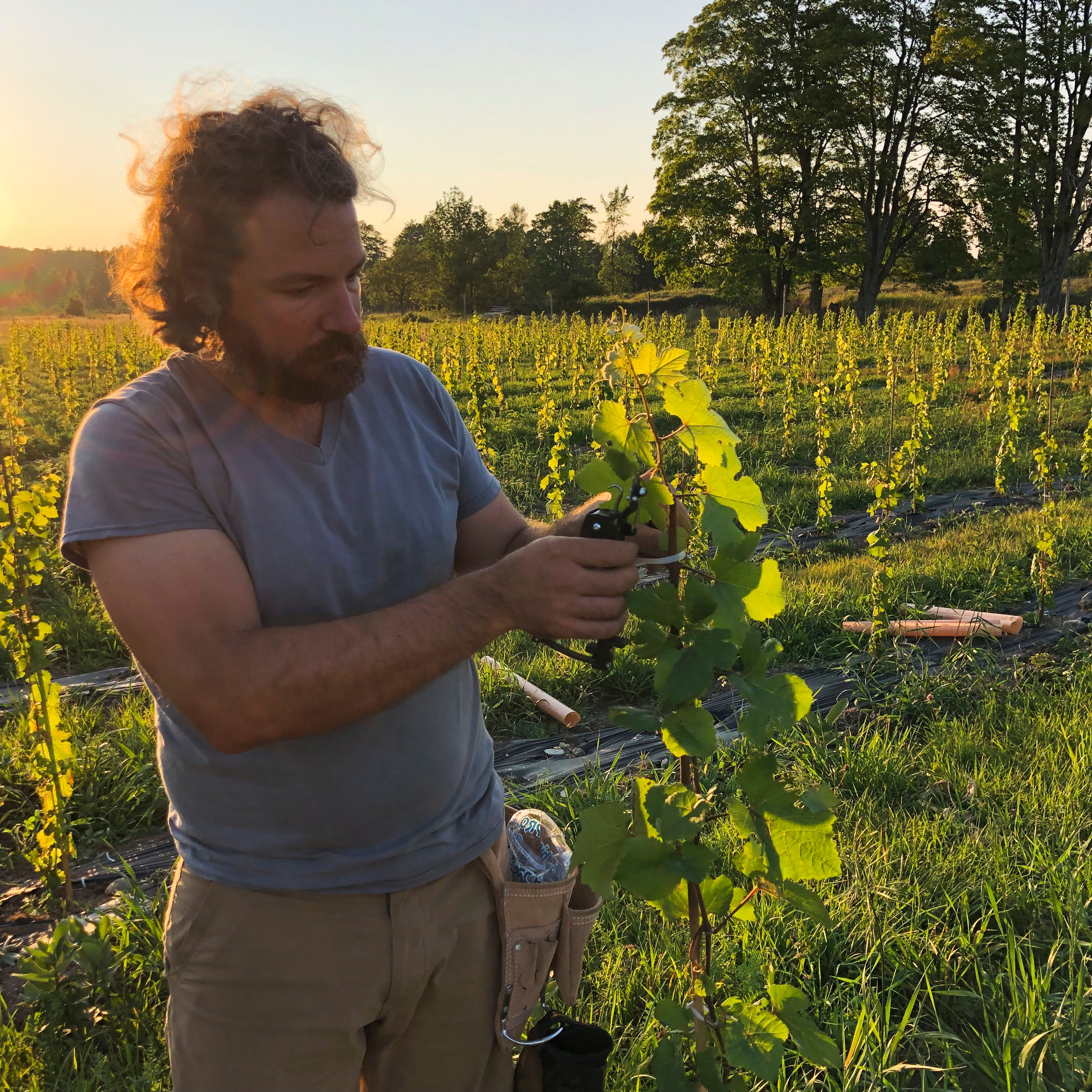 Adam Kendall and his wife Kate Leese (not pictured), carefully tied each vine to a bamboo stake using bio-compostable ties to provide support until a permanent trellis can be installed next year.