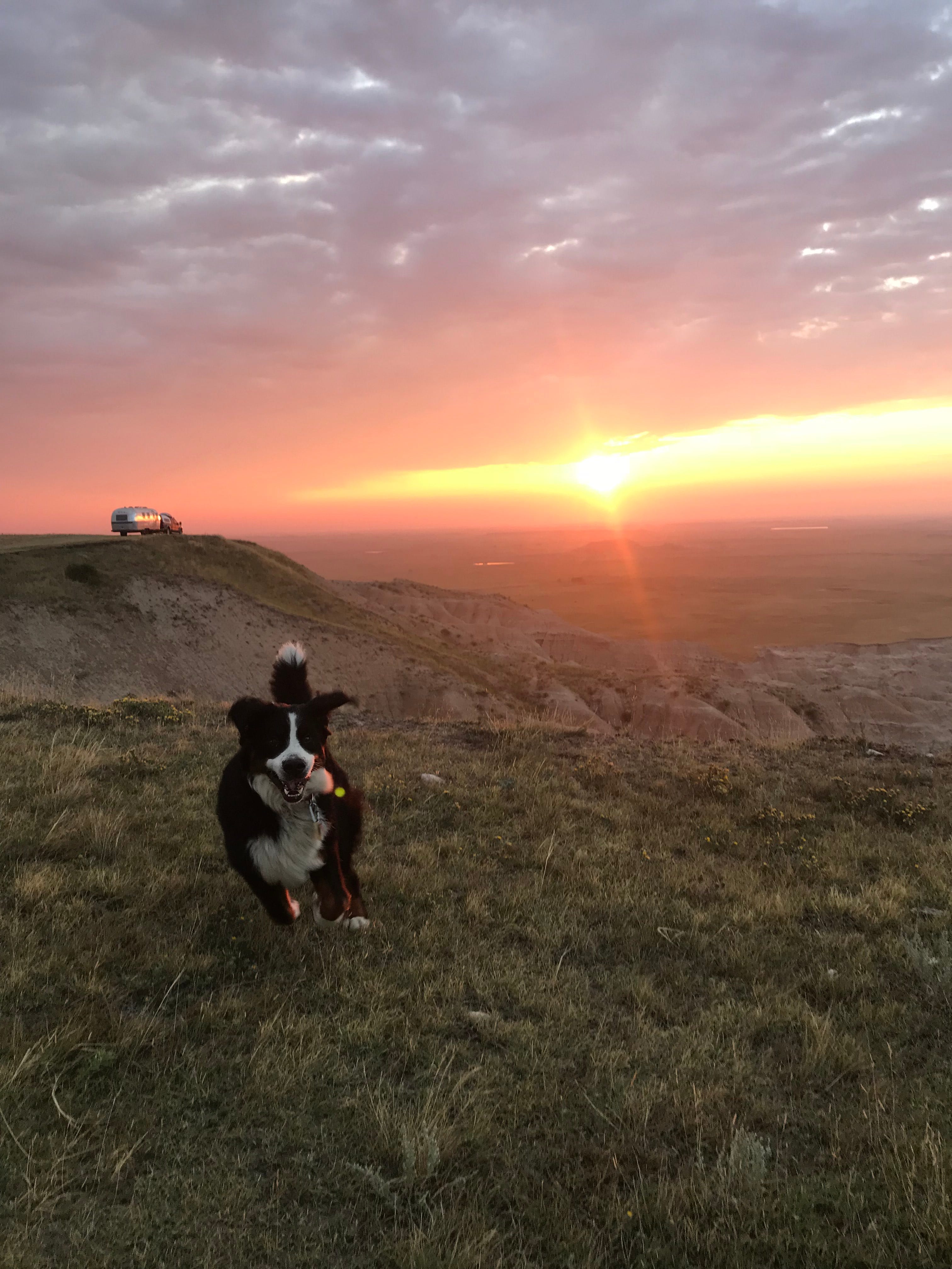 Baker, the couples Bernese Mountain Dog, runs at sunrise near Badlands National Park in front of their off-grid Airstream.