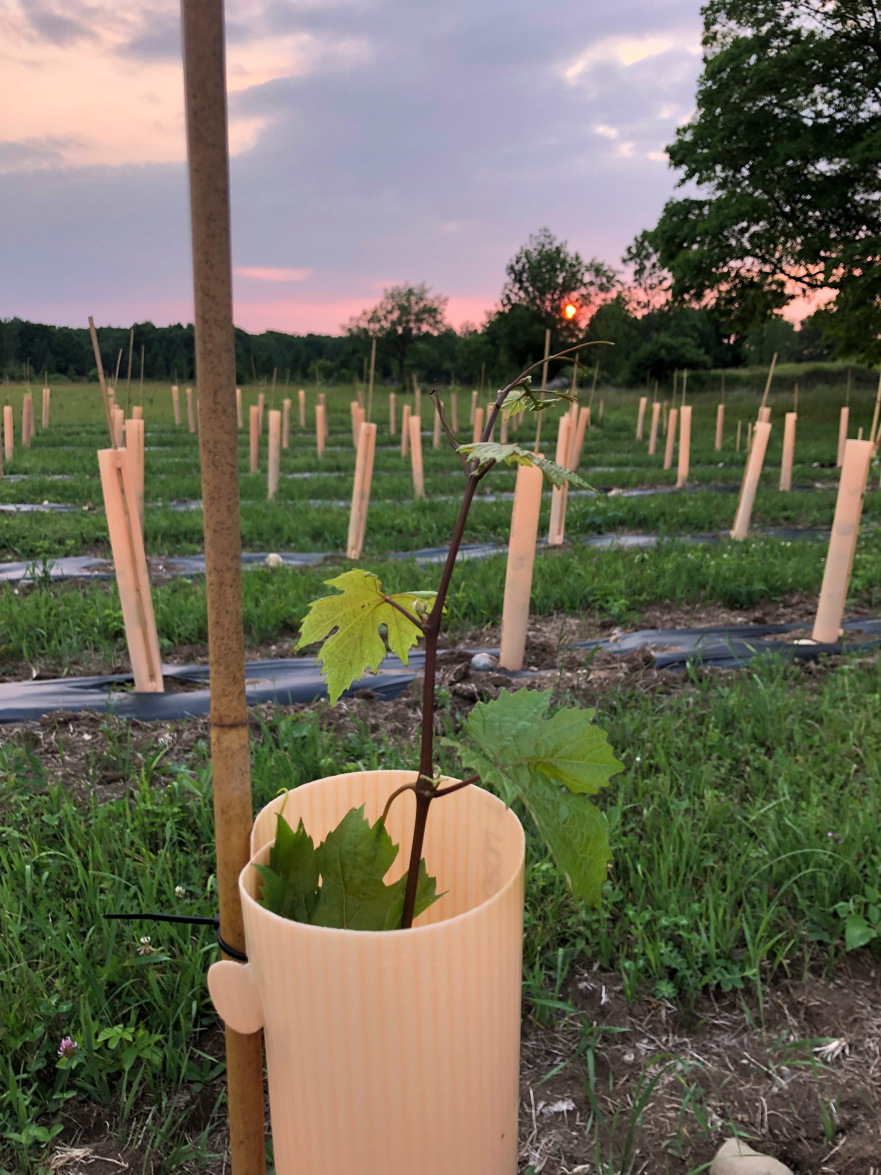 Vines make their way to the top of the grow tubes by the Forth of July weekend.