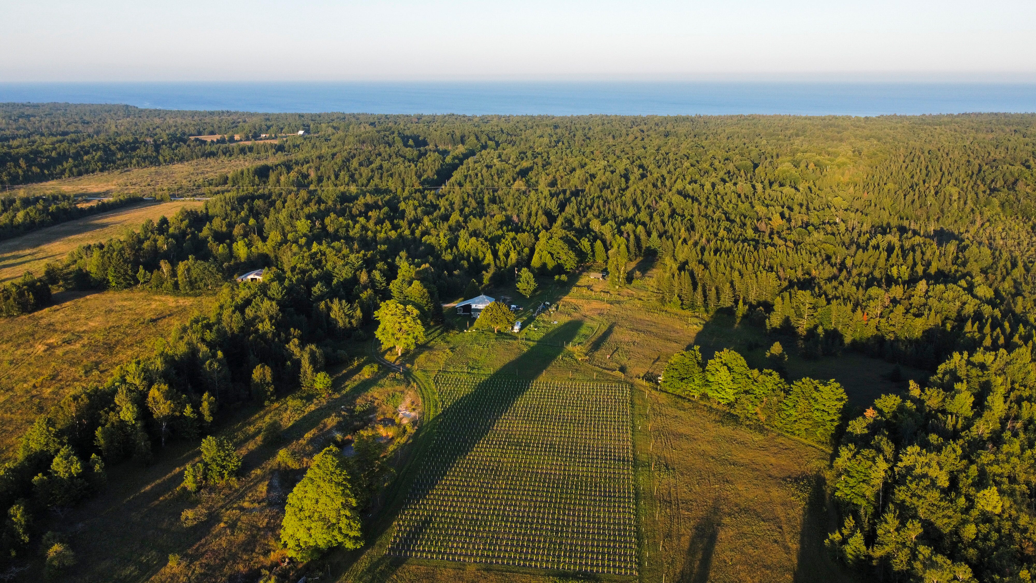 Overlooking 2,100 vines in the first field of Antho Vineyards from the air, looking towards Lake Michigan above Beaver Island.