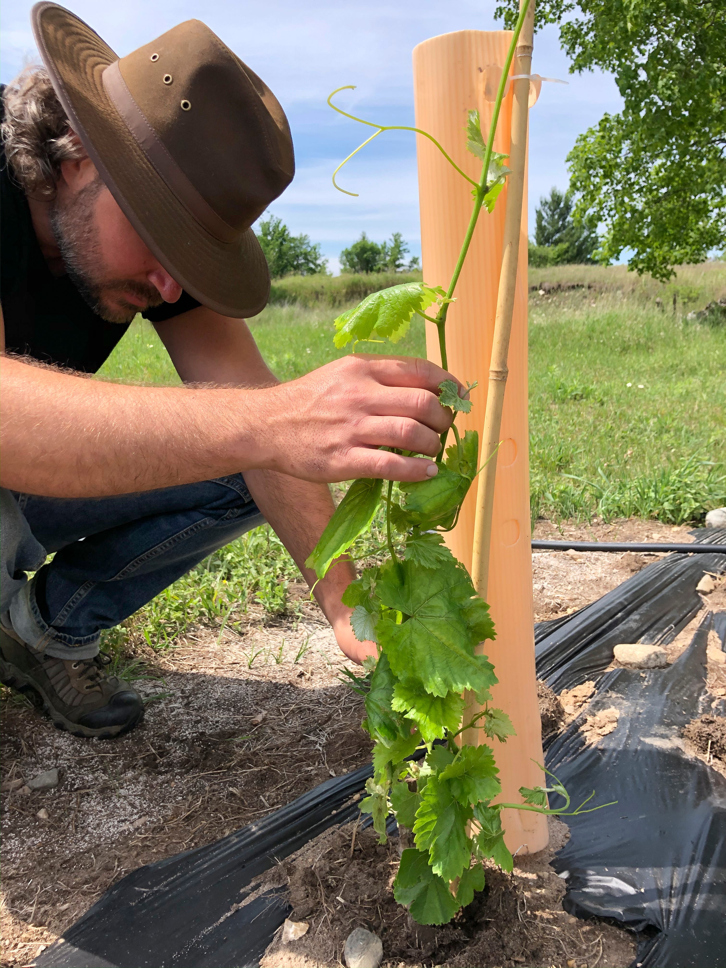 Adam Kendall checks the young vines for signs of pests or blooms that may turn into grapes. The couple is following organic farming and pest management practices and plans to remove the inflorescence (early fruit) for several years to allow the vines to mature.