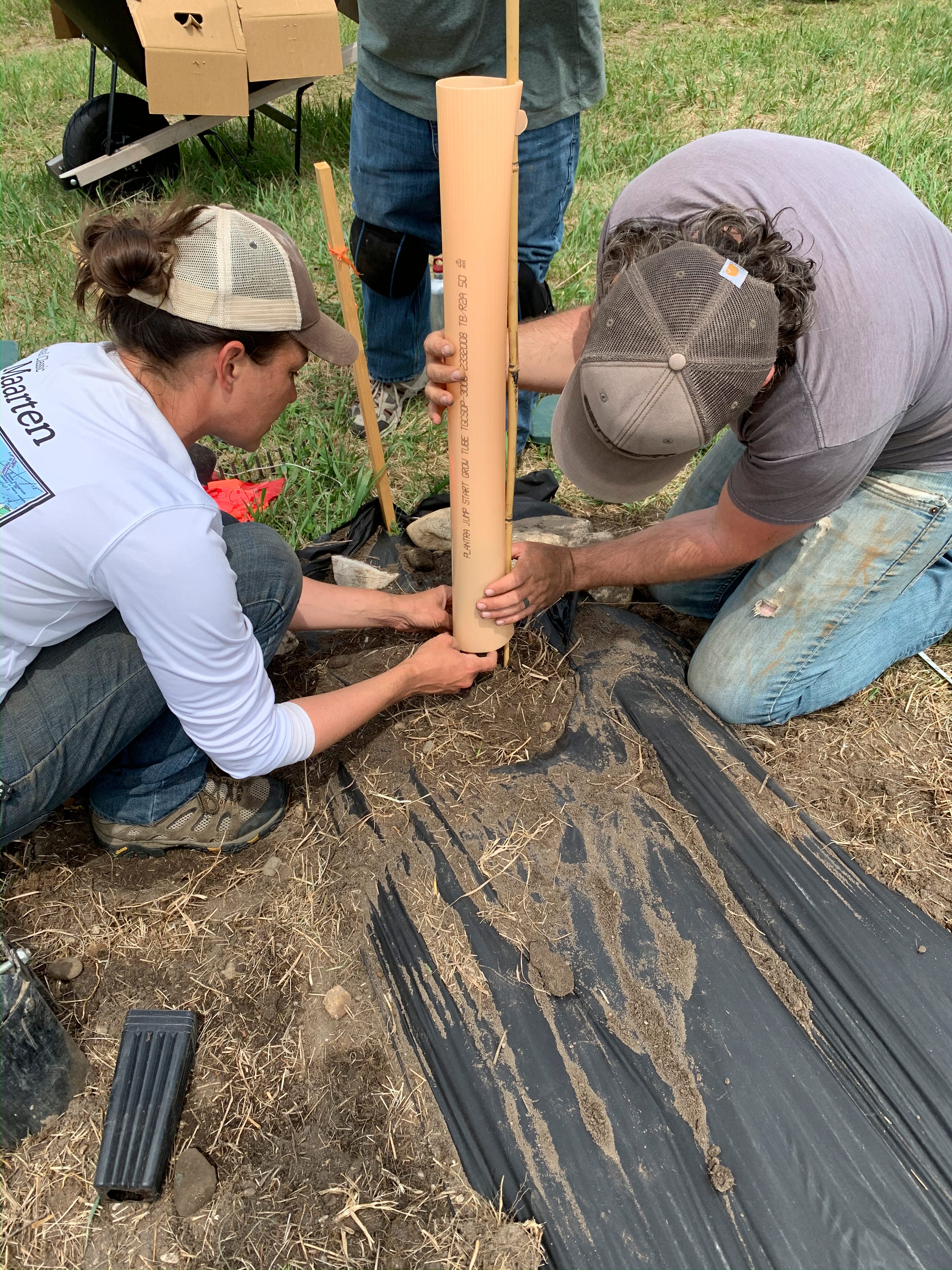 Kate Leese and Adam Kendall install grow tubes secured by a bamboo stake around each of the 2,100 vines to encourage them to grow tall and straight and protect them from damage from deer and other animals.