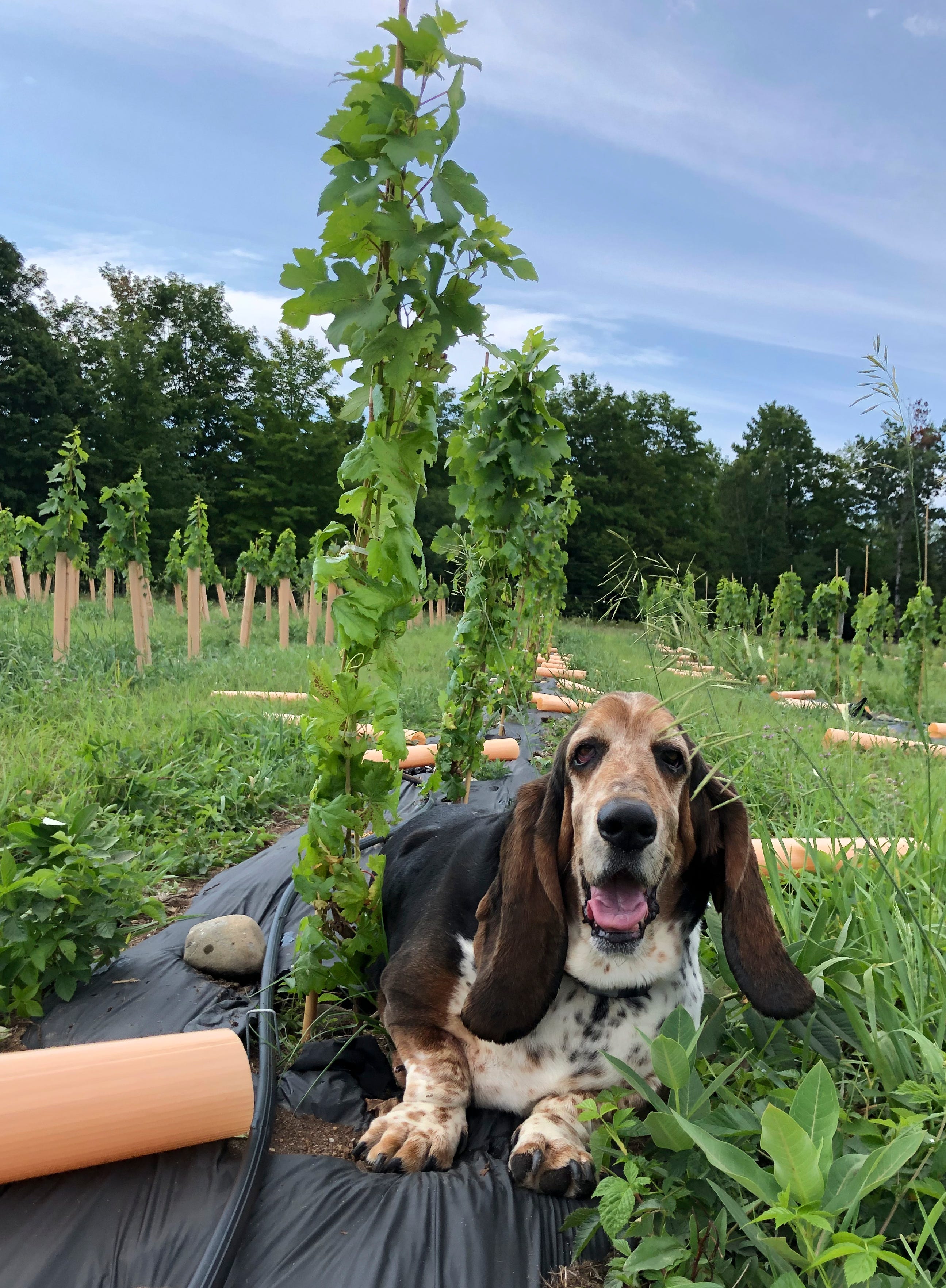 Frank the Basset Hound lies next to a first year vine as the grow tubes are removed.  *** Kate and Adam Kendall, a nomadic couple who spent four years traveling the country in an Airstream, have planted roots as well as Old World and hybrid grapes on a 120-acre farm on Beaver Island, the largest island in Lake Michigan, about 35 miles northwest of Charlevoix. That first vintage is a few years off but Kate and Adam have high hopes for their ANTHO Vineyards and their back-breaking endeavor has been welcomed by the local island community, just 600 hardy souls.