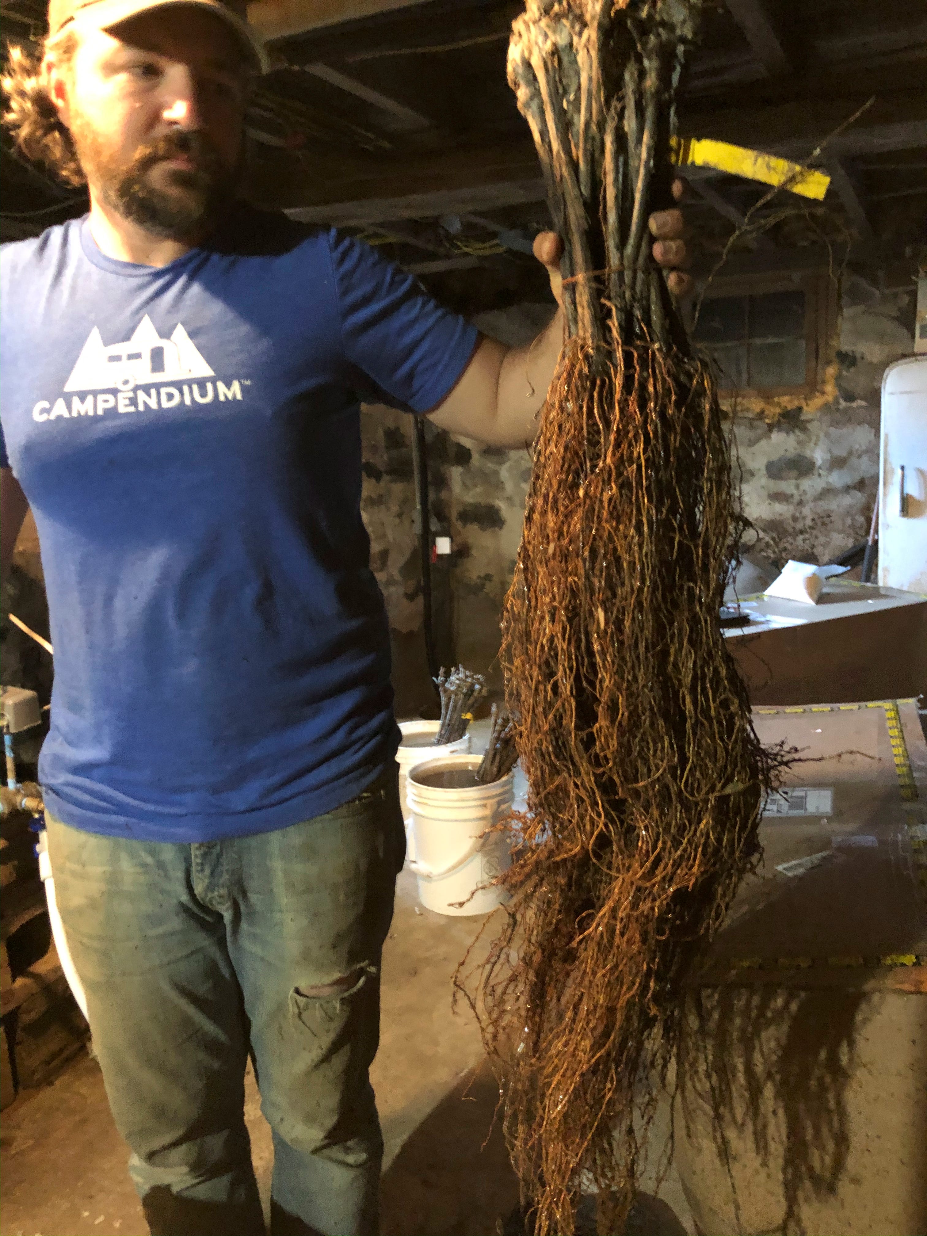 Adam Kendall holds a bundle of vine roots. The majority of the vines were shipped and planted as bare roots, with European or hybrid vines grafted to an American rootstock selected for the soil type.