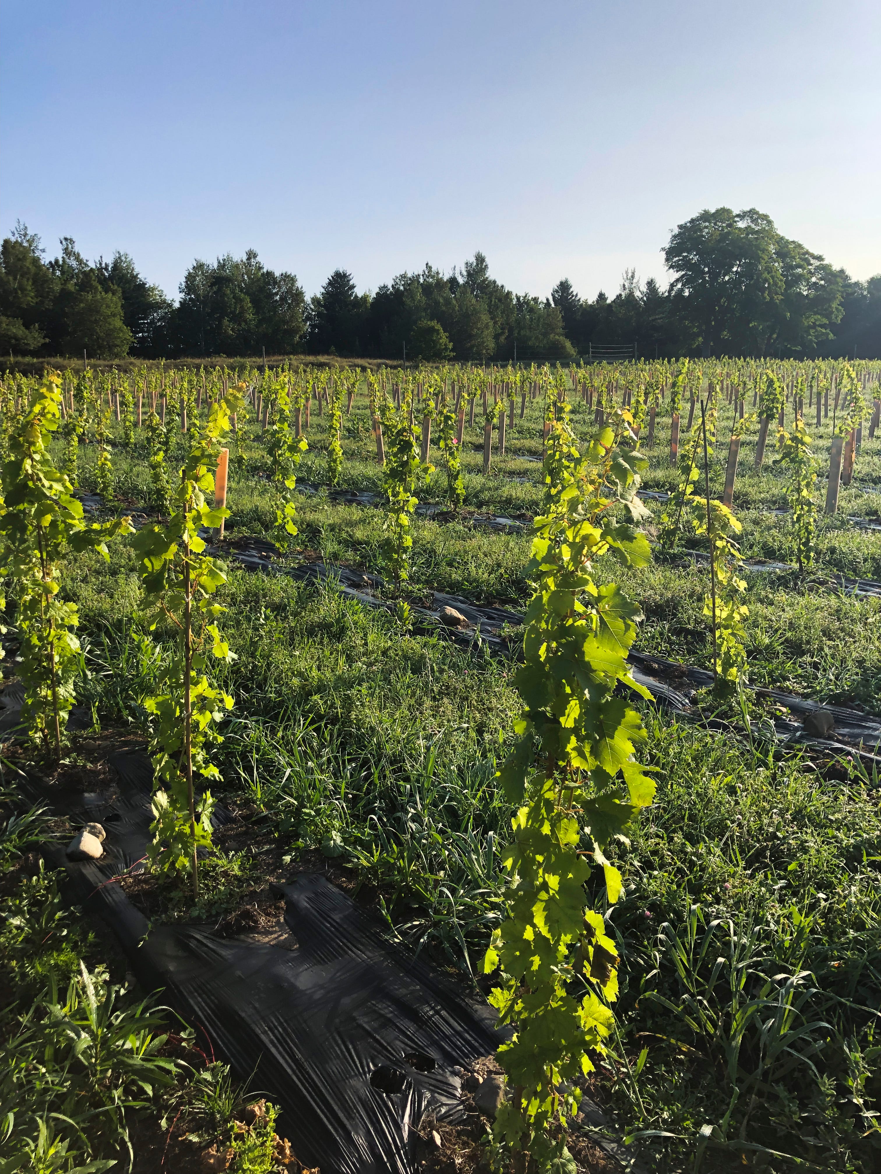 Multiple wine grape varietals grow in the first field at Antho Vineyards, where owners Kate and Adam are intentionally testing the limits of what can be grown on Beaver Island and this far north in Michigan.
