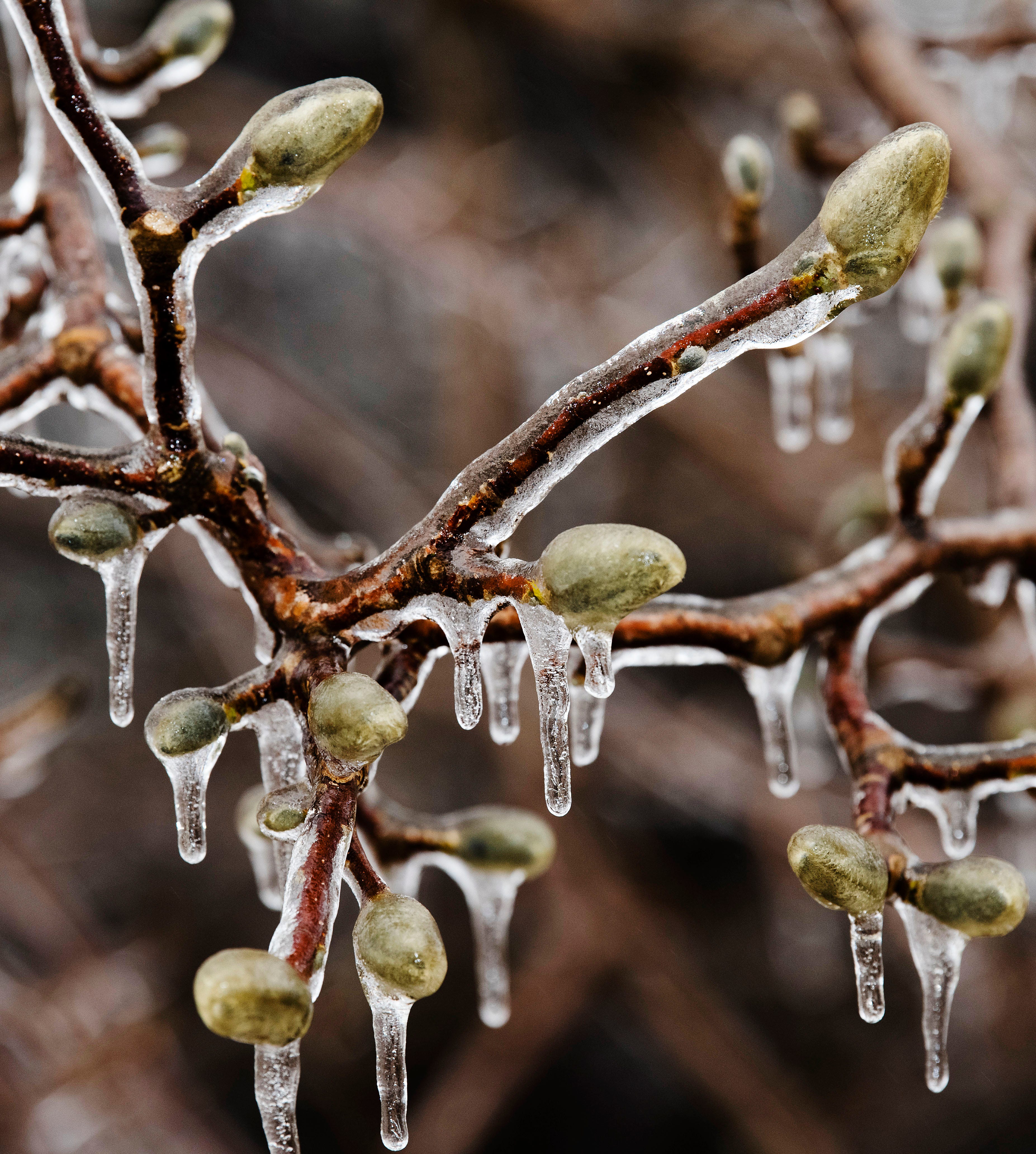 Ice encapsulates the emerging buds on tree branches in Grosse Pointe Woods on the morning of Thursday, February 23, 2023 after freezing rain coated Metro Detroit communities over night.
