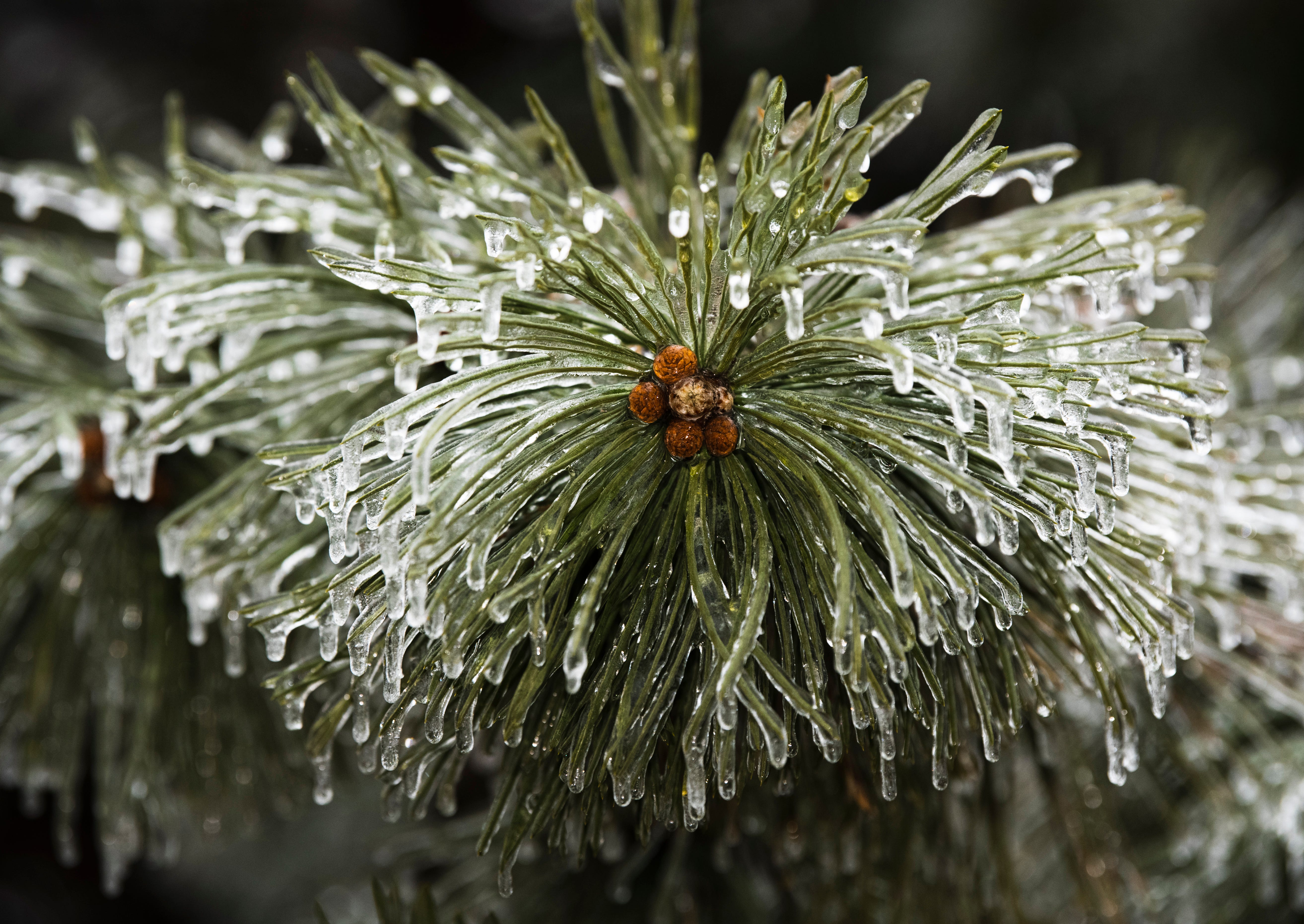 Ice clings to the needles of an evergreen tree in Grosse Pointe Woods on the morning of Thursday, February 23, 2023 after freezing rain coated Metro Detroit communities over night.