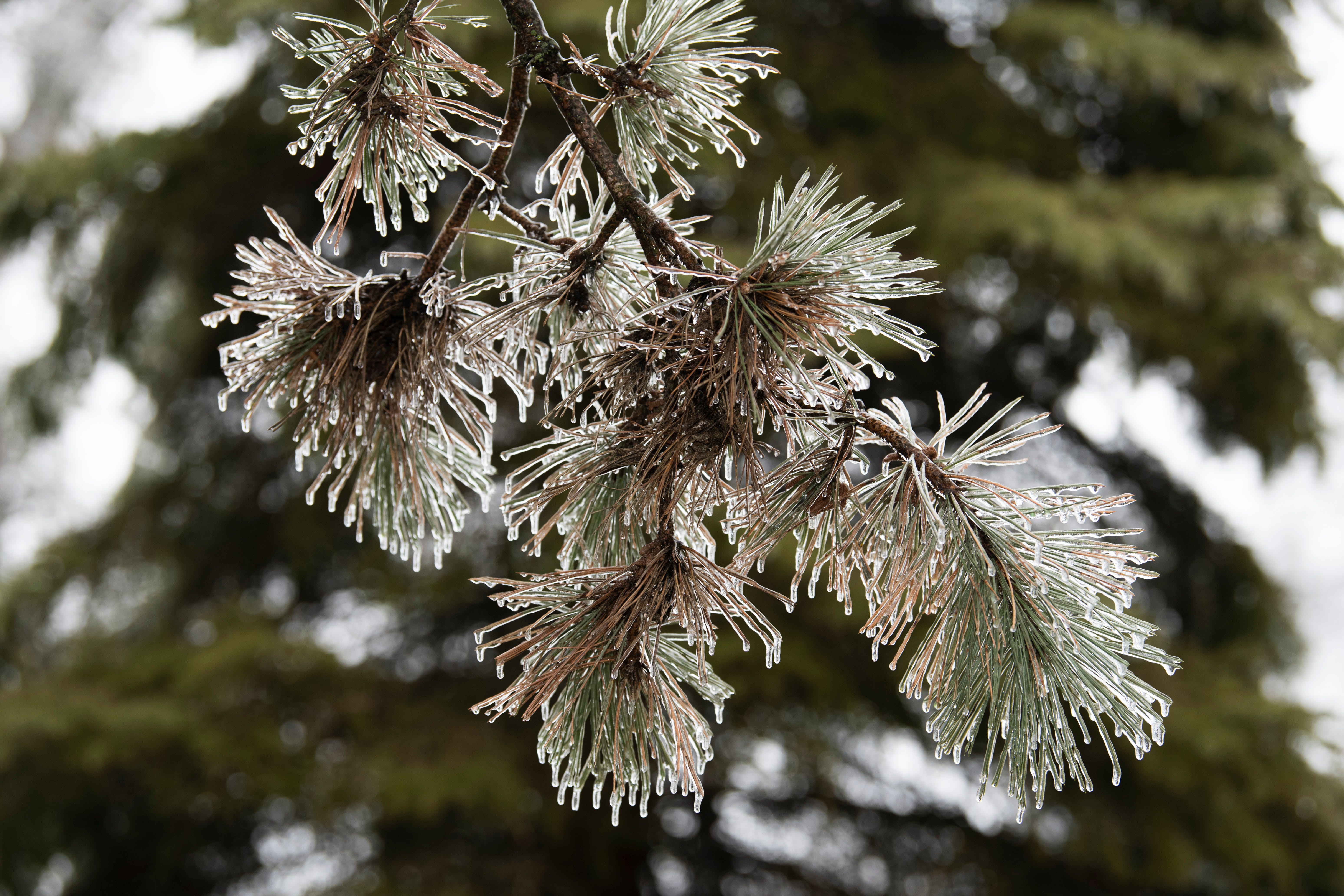 Ice clings to the needles of an evergreen tree in Grosse Pointe Woods on the morning of Thursday, February 23, 2023 after freezing rain coated Metro Detroit communities over night.