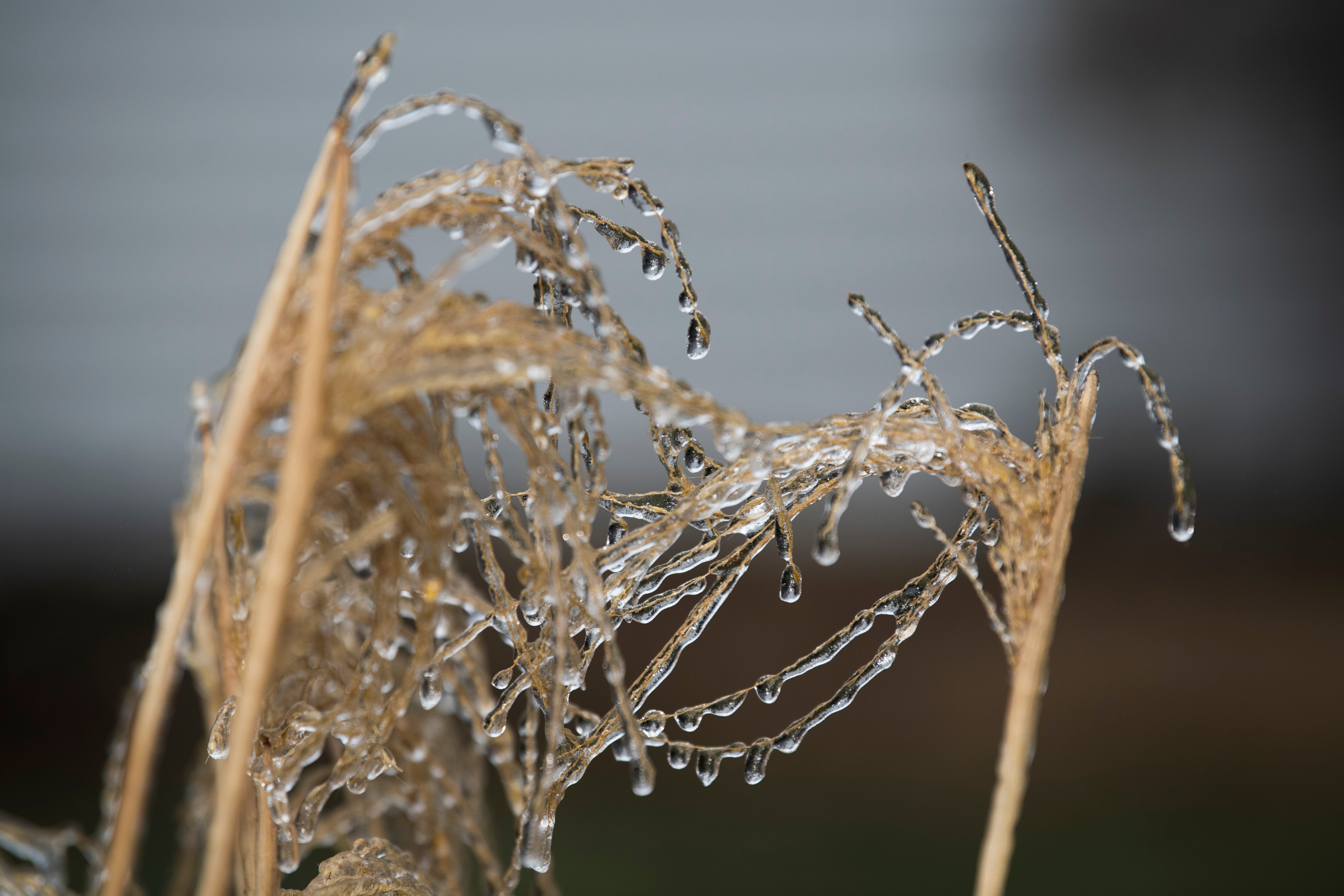Ice clings to some tall grass in a yard in Grosse Pointe Woods on the morning of Thursday, February 23, 2023 after freezing rain coated Metro Detroit communities over night.