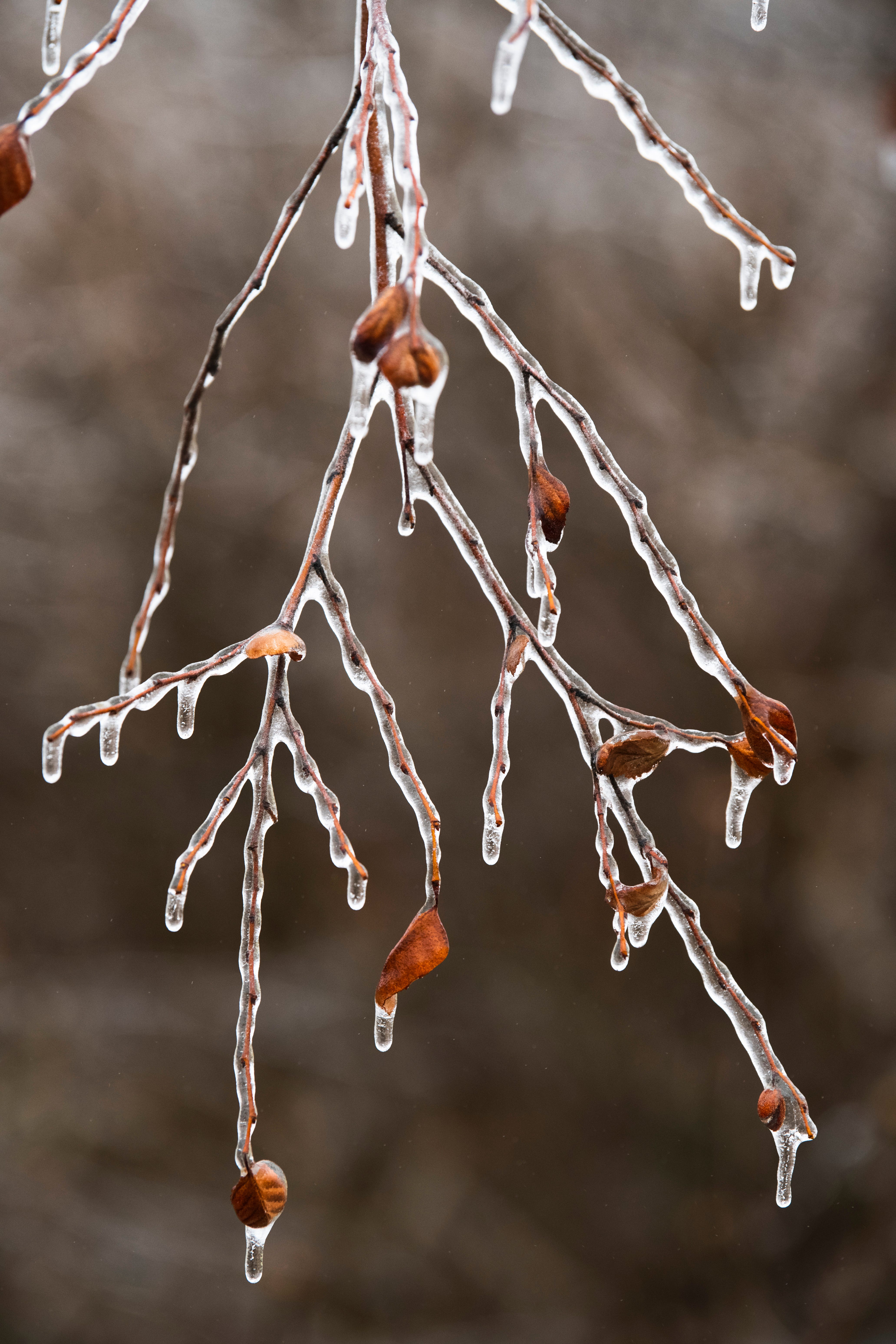 Ice clings to branches in Grosse Pointe Woods on the morning of Thursday, February 23, 2023 after freezing rain coated Metro Detroit communities over night.
