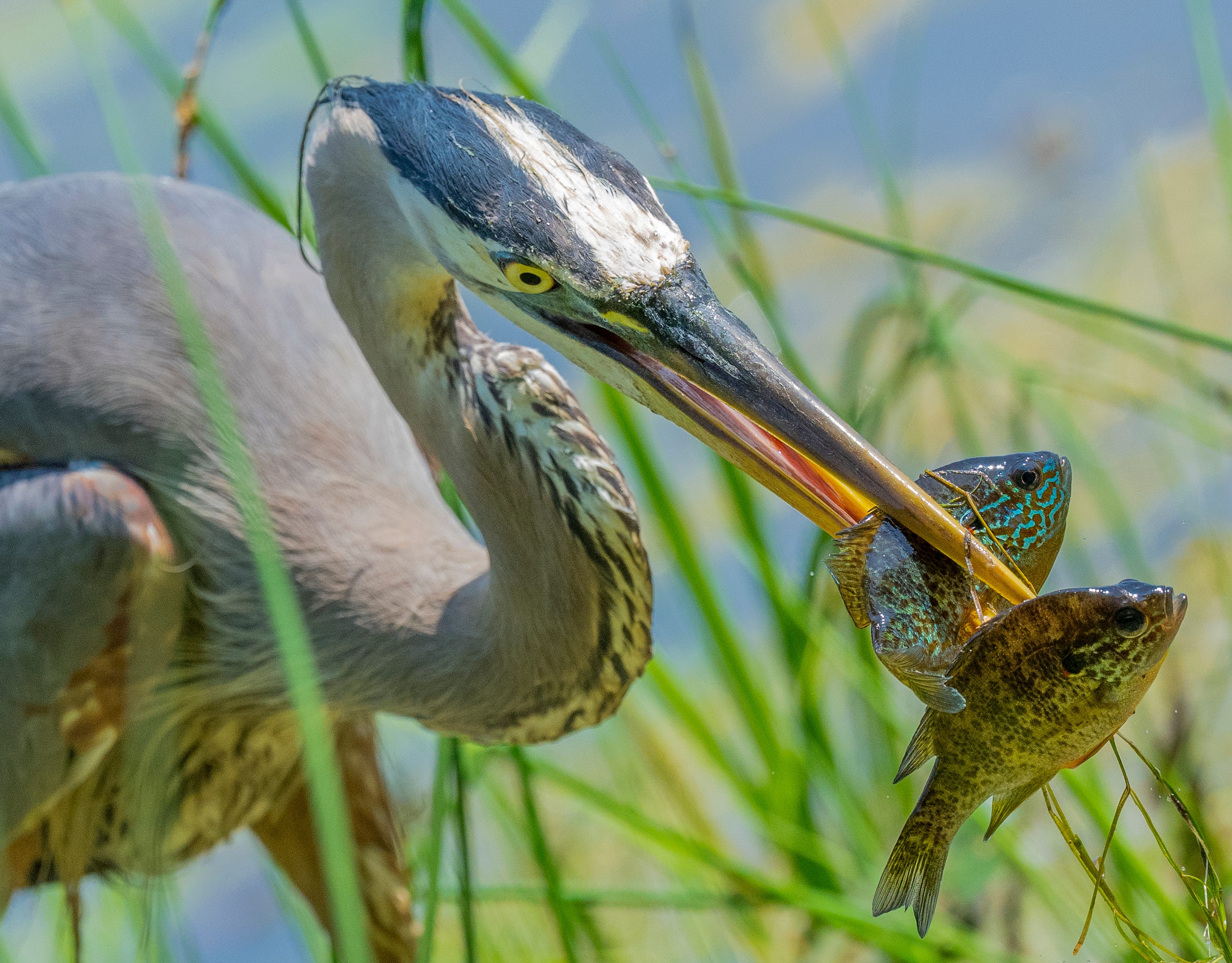 FINALIST: Fur, Feathers and Flora - Talk about a lucky catch! And we mean the great blue heron of course. Ann Arbor photographer Craig Bamm was certainly in the right place at the right time and made the most of the occasion.