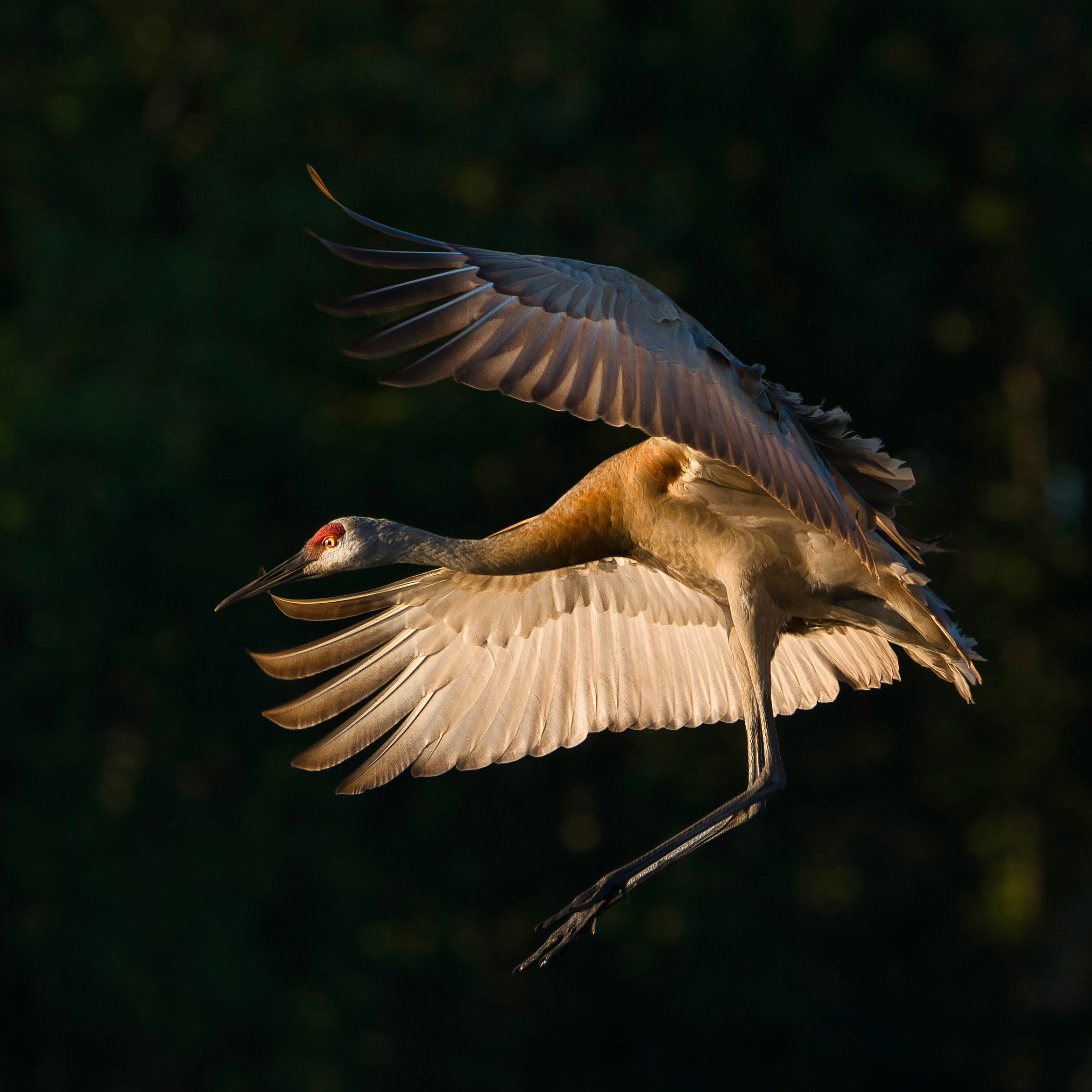 FINALIST: Fur, Feathers and Flora - Wixom photographer Dennis Boatman made excellent use of beautiful light for this stunning photo of a sandhill crane in Commerce Township.